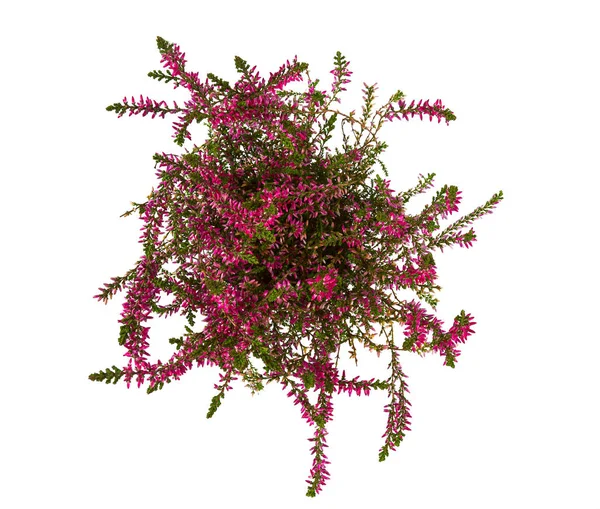 beyaz izole heather