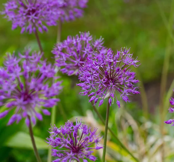 Alium Flores Crescente Fundo — Fotografia de Stock