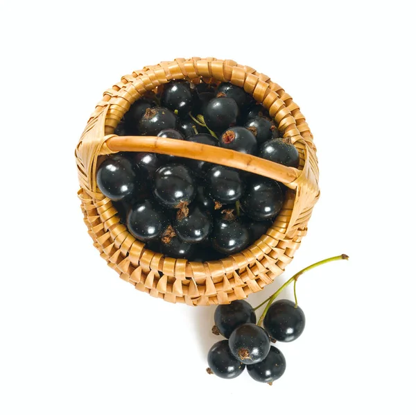 Black Currant Isolated White — Stock Photo, Image