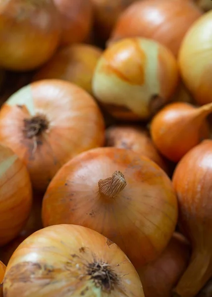 Rijpe Bollen Achtergrond — Stockfoto