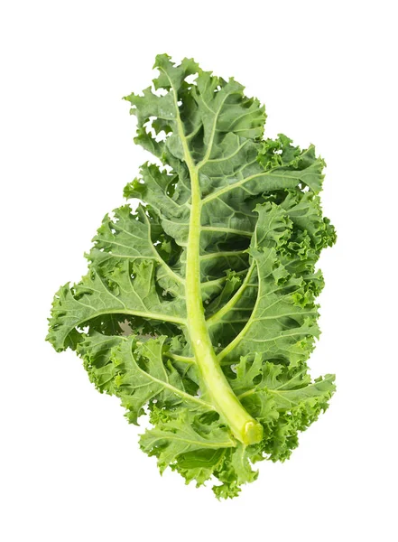 Kale Isolated White Background — Stock Photo, Image