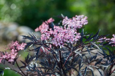 Sambucus nigra (siyah dantel) çiçekleri