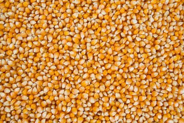 Kurutulmuş mısır çekirdekleri arka plan