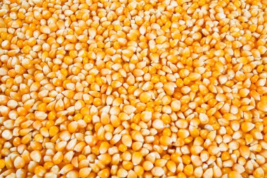 Kurutulmuş mısır çekirdekleri arka plan