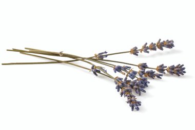 kurutulmuş lavanta üzerinde beyaz izole