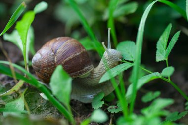 çim duvar arka planda tarama salyangoz yakın çekim