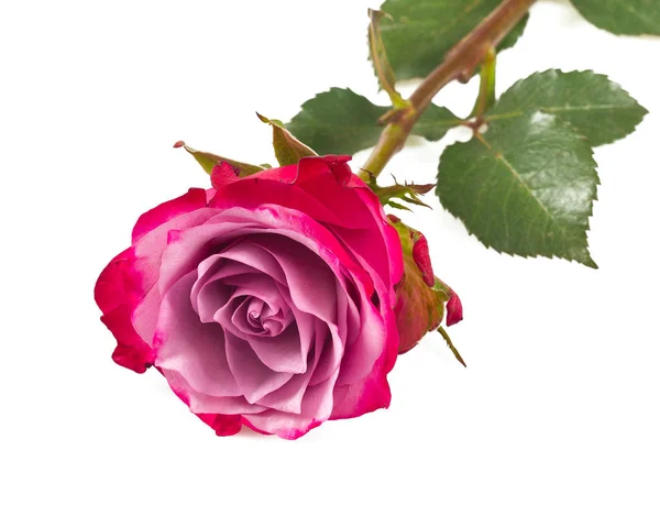 Nahaufnahme Der Schönen Rose Blume Isoliert Auf Weißem Hintergrund — Stockfoto