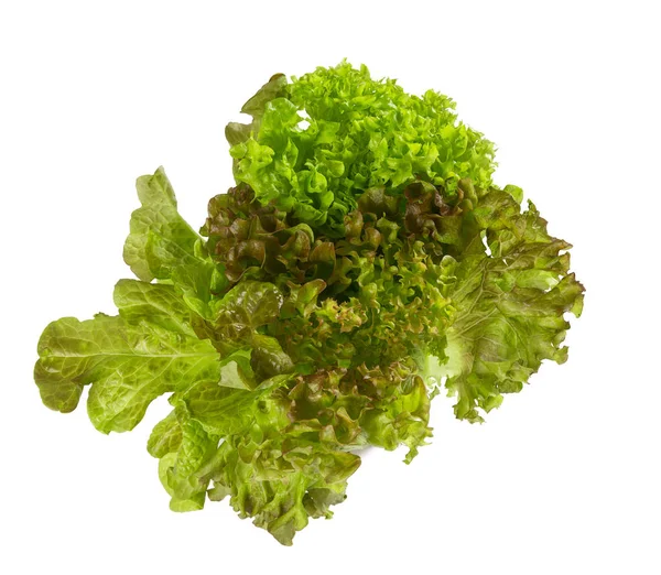 Mistura Salada Alface Isolada — Fotografia de Stock