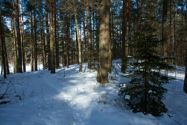 Снежная Стена Зимнего Леса — стоковое фото