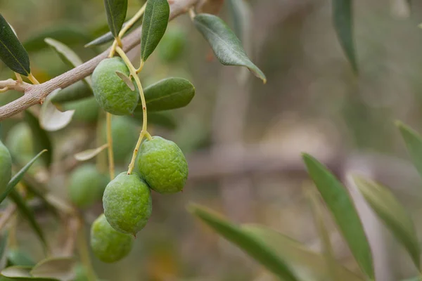 Cultivar Aceitunas Cerca — Foto de Stock