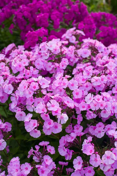 Flores Coloridas Verão — Fotografia de Stock