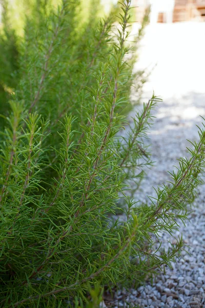 Rosemary Bushes Growing Garden — Stock Photo, Image