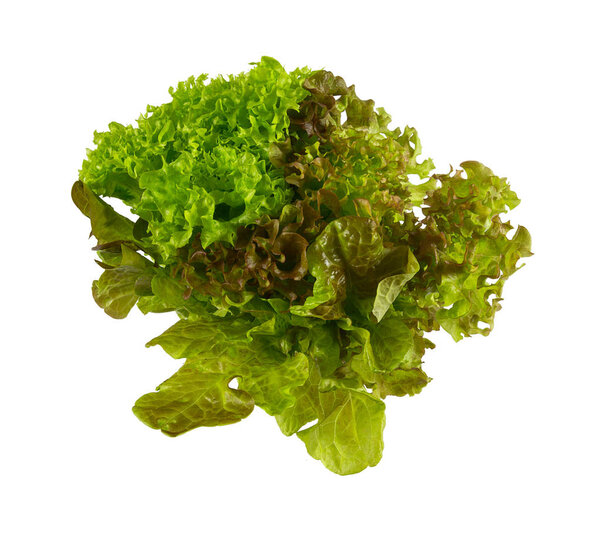 lettuce salad mix isolated