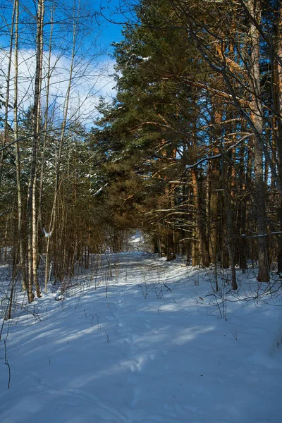 Красивий Зимовий Пейзаж Слідами Тварин Снігу — стокове фото
