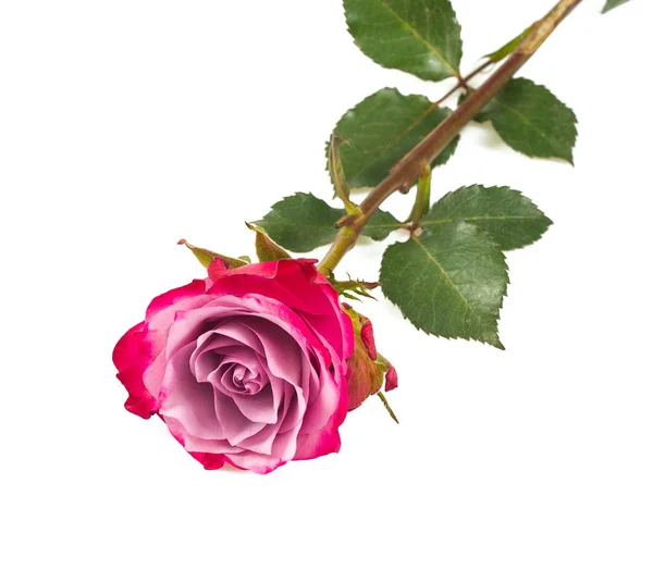 Vergrote Weergave Van Mooie Roze Bloem Geïsoleerd Witte Achtergrond — Stockfoto