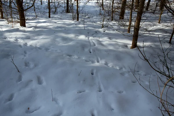 Bela Paisagem Inverno Com Vestígios Animais Neve — Fotografia de Stock