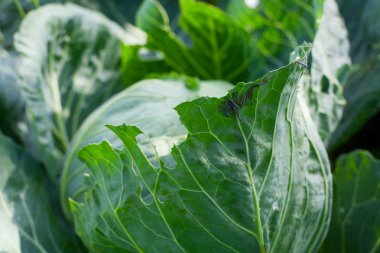 Lahana yaprağı tırtıllar haşere ile kaplı
