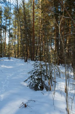 karlı kış orman duvar arka plan yakın çekim