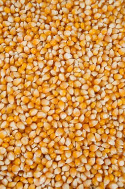 Kurutulmuş mısır çekirdekleri arka plan