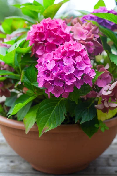 Beautiful Pink Flowers Growing Flowerpot — Stock Photo, Image