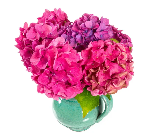 Roze Hortensia Geïsoleerd Wit — Stockfoto