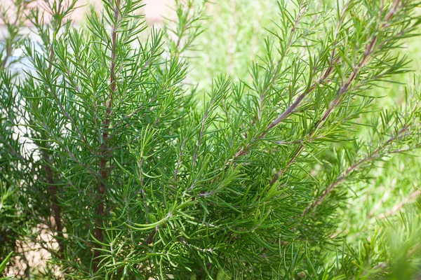 Rosemary Bushes Growing Garden — Stock Photo, Image