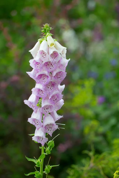 Foxgloves Virág Egy Napsütéses Napon — Stock Fotó