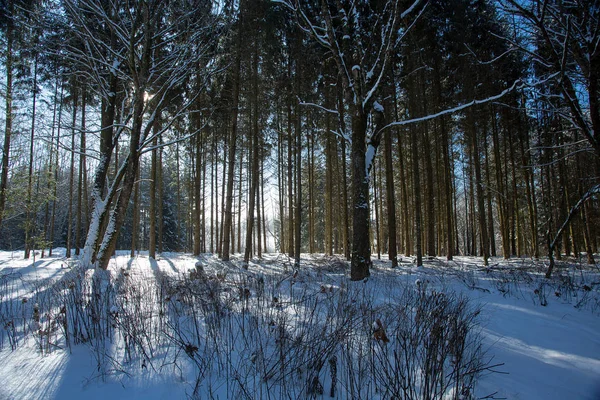Зимовий Ліс Сонячний День — стокове фото