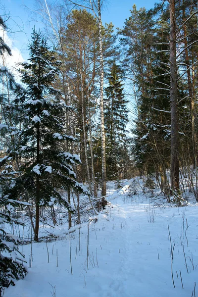 Neve Inverno Floresta Parede Fundo Close — Fotografia de Stock