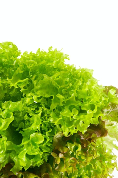 Salade Laitue Mélange Isolé — Photo