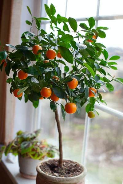 Planta Cítrica Creciendo Fondo Pared Cerca —  Fotos de Stock