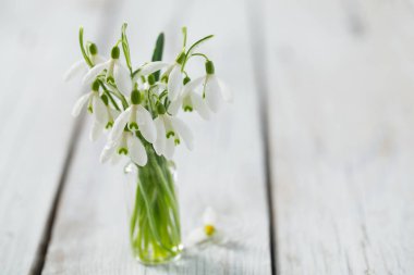 ahşap yüzey üzerinde güzel taze kardelen