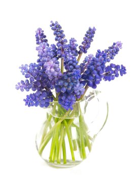 Beyaz arka plan üzerinde izole güzel üzüm sümbül çiçek