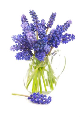 Beyaz arka plan üzerinde izole güzel üzüm sümbül çiçek