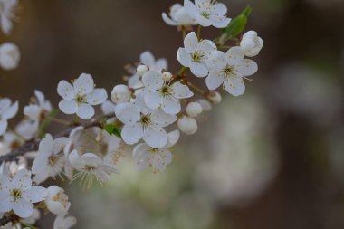 Güzel kiraz çiçekleri bahar gününde görmek