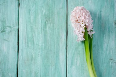 Taze pembe çiçekler sümbül woden yüzeyi