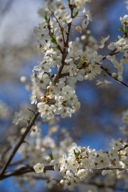 Güzel kiraz çiçekleri bahar gününde görmek