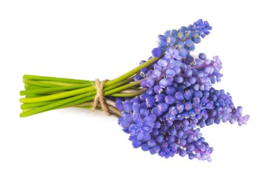 Beyaz arka plan üzerinde izole güzel üzüm sümbül çiçek