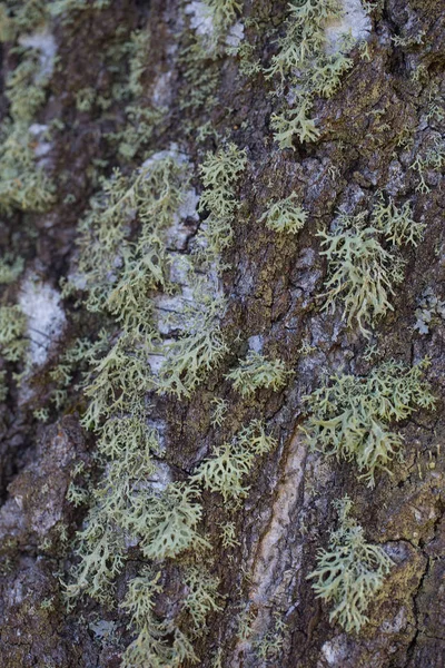 Tekstura Kory Drzewa Brzoza — Zdjęcie stockowe