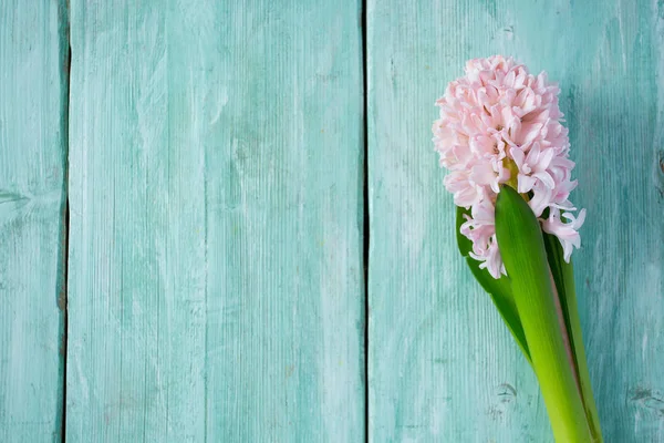 Fräsch Rosa Blommor Hyacinter Woden Yta — Stockfoto