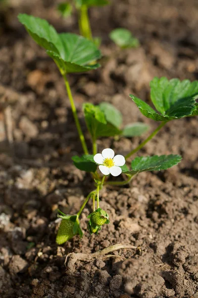 Young Strawberry Plants Growing — Stock Photo, Image
