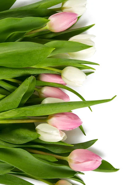 Bellissimi Tulipani Bianchi Rosa Isolati Sfondo Bianco — Foto Stock
