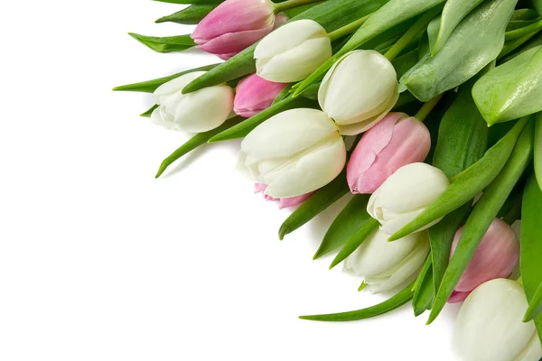 Schöne Weiße Und Rosa Tulpen Isoliert Auf Weißem Hintergrund — Stockfoto