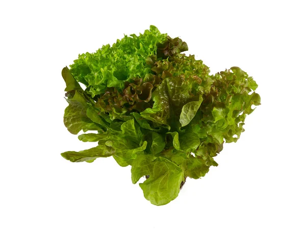 Lettuce Salad Mix Isolated — Stock Photo, Image