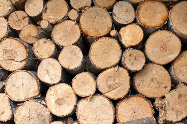 Logs Madeira Bétula Close — Fotografia de Stock