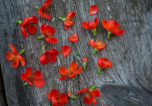 Kwiaty Chaenomeles Superba Pink Lady — Zdjęcie stockowe