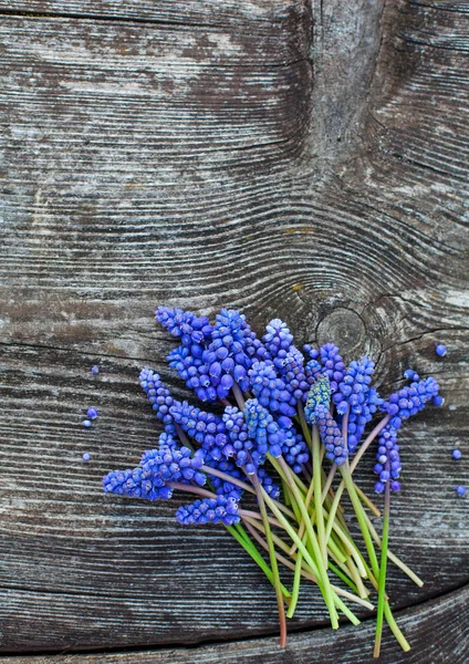 Vackra Druvor Hyacint Blommor Gamla Träytan — Stockfoto