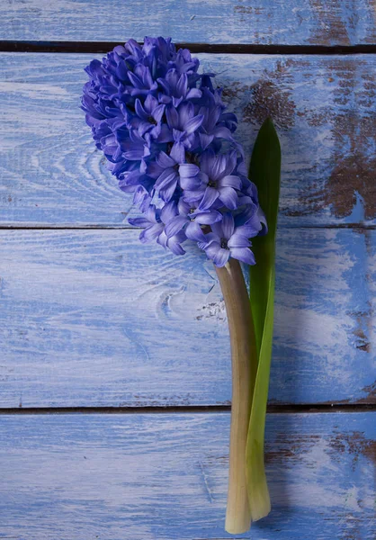 青い木製の表面に紫のヒヤシンス — ストック写真