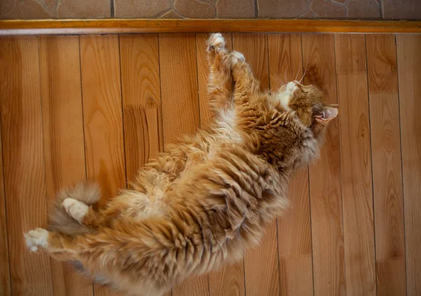 Schöne Flauschige Rote Katze Auf Dem Boden Liegend — Stockfoto