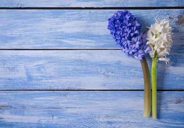 Färsk Hyacinter Blå Woden Yta — Stockfoto